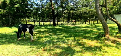 3bdrm Bungalow in Kericho Ndogo, Kapseret for sale - Image 6