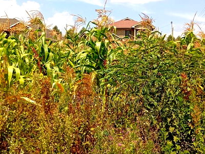 Prime Residential Plots 50-100fts in Kikuyu Kamangu - Image 8