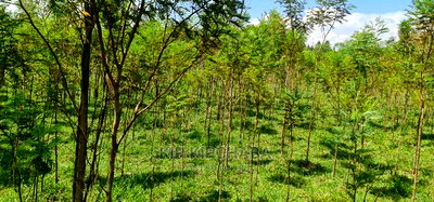 5 Acres Land for Sale in Mlango Kapseret in Eldoret - Image 15