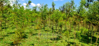 5 Acres Land for Sale in Mlango Kapseret in Eldoret - Image 13