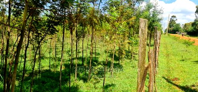 5 Acres Land for Sale in Mlango Kapseret in Eldoret - Image 5