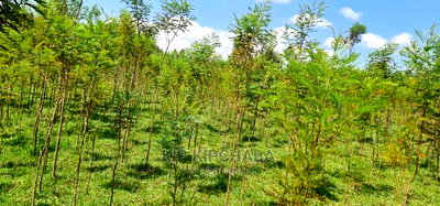 5 Acres Land for Sale in Mlango Kapseret in Eldoret - Image 2