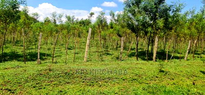 5 Acres Land for Sale in Mlango Kapseret in Eldoret - Image 3
