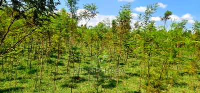 5 Acres Land for Sale in Mlango Kapseret in Eldoret - Image 14