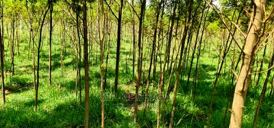 5 Acres Land for Sale in Mlango Kapseret in Eldoret - Image 7