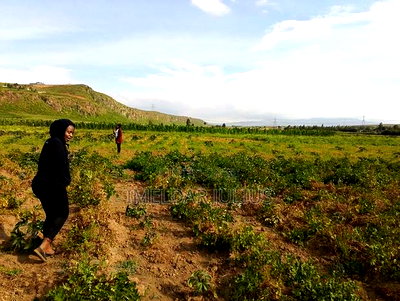 Residential Plots in Nakuru - Image 3