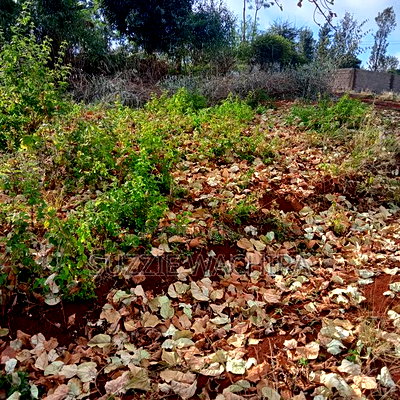 40*80ft Plots for Sale at Kenol Along Kagia Road in Muranga - Image 3