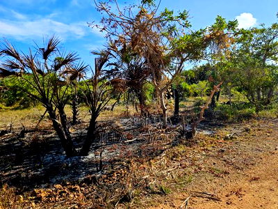 Vacant Lot, 2nd Row - Image 4