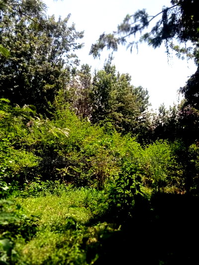 1/2 Acre for Sale - Image 2