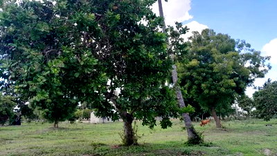 Plots for Sale With Title Kilifi - Image 5