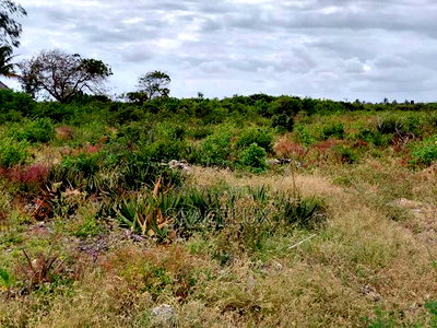 Prime 1acre Watamu Near Watamu Beach - Image 3