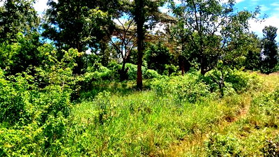 31/4 Acres for Sale,Sumar,Maragua. - Image 5