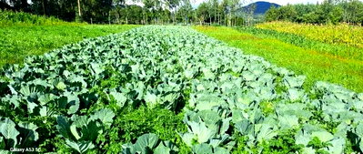5-Acre Plot for KSh 4.8M