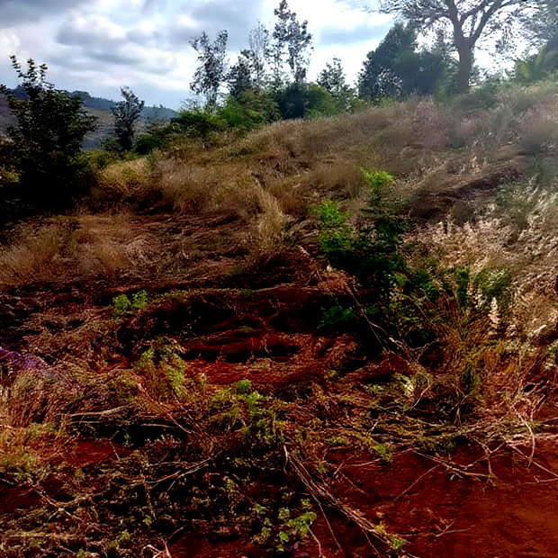 Affordable 50*100ft Plots for Sale at Kenol Kagia Road