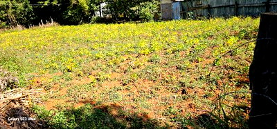 Plot for Sale in Chepkanga Eldoret - Image 3