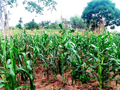 Land for Sale in Kilifi - Bomani - Image 3