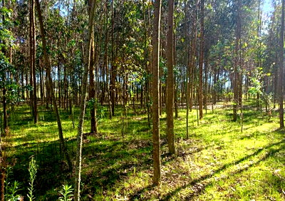 5-Acre Plot at KSh 2M