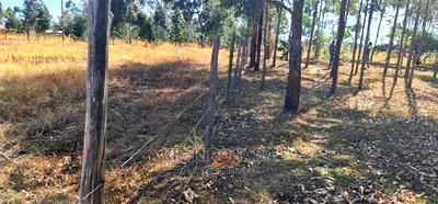 Prime 1 Acre for Sale in Sogomo Opposite Dl Farm in Eldoret - Image 7