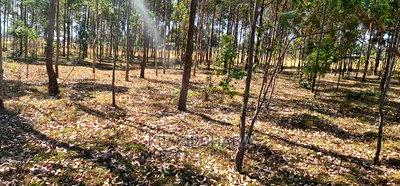 Prime 1 Acre for Sale in Sogomo Opposite Dl Farm in Eldoret - Image 10