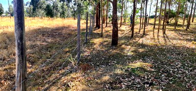 Prime 1 Acre for Sale in Sogomo Opposite Dl Farm in Eldoret - Image 8