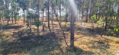 Prime 1 Acre for Sale in Sogomo Opposite Dl Farm in Eldoret - Image 6