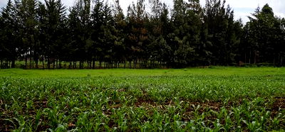 Prime 5 Acres Land for Sale in Kapseret Eldoret - Image 10