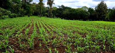 Prime 5 Acres Land for Sale in Kapseret Eldoret - Image 2