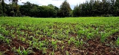 Prime 5 Acres Land for Sale in Kapseret Eldoret - Image 3