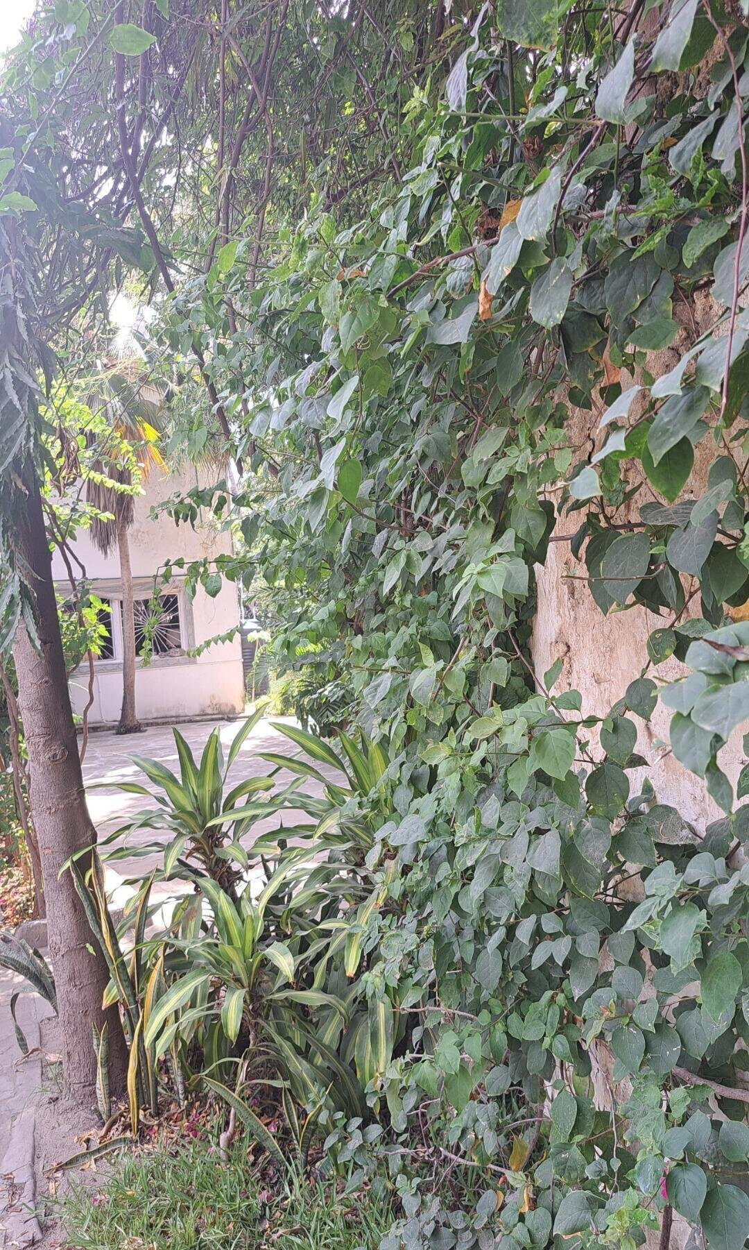 3/4 Acre Beachfront Land with Garden