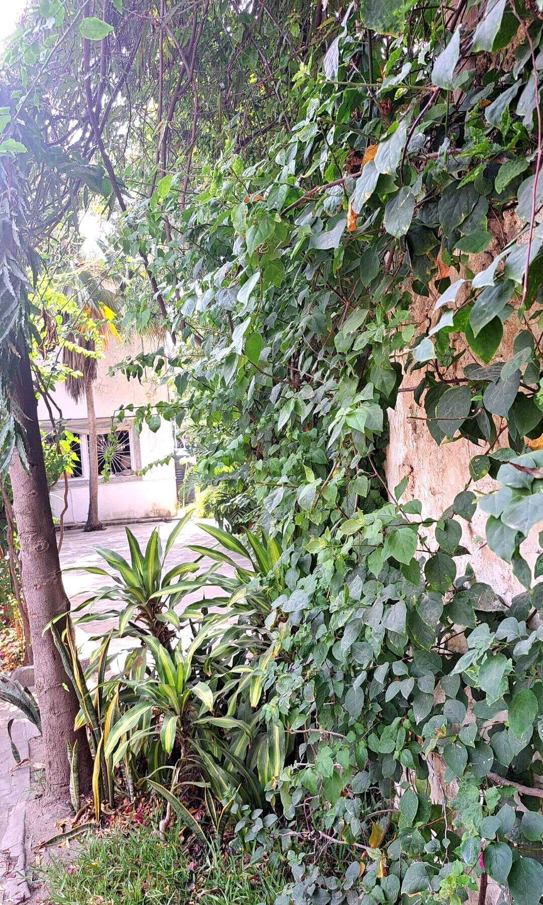 3/4 Acre Beachfront Land with Garden