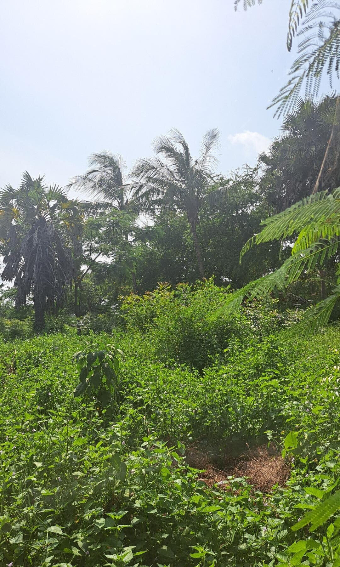 3/4 Acre Beachfront Land with Garden