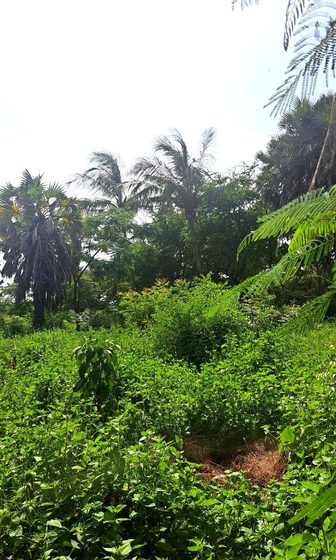 3/4 Acre Beachfront Land with Garden