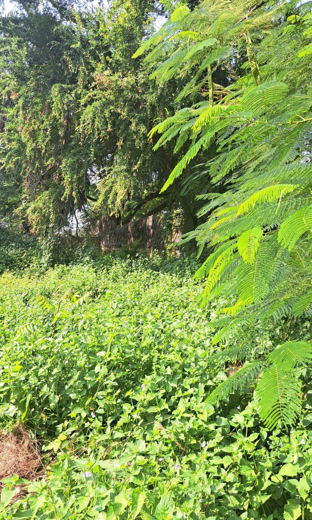3/4 Acre Beachfront Land with Garden