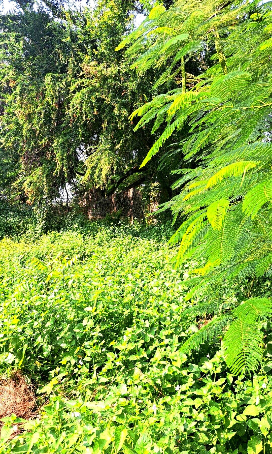 3/4 Acre Beachfront Land with Garden