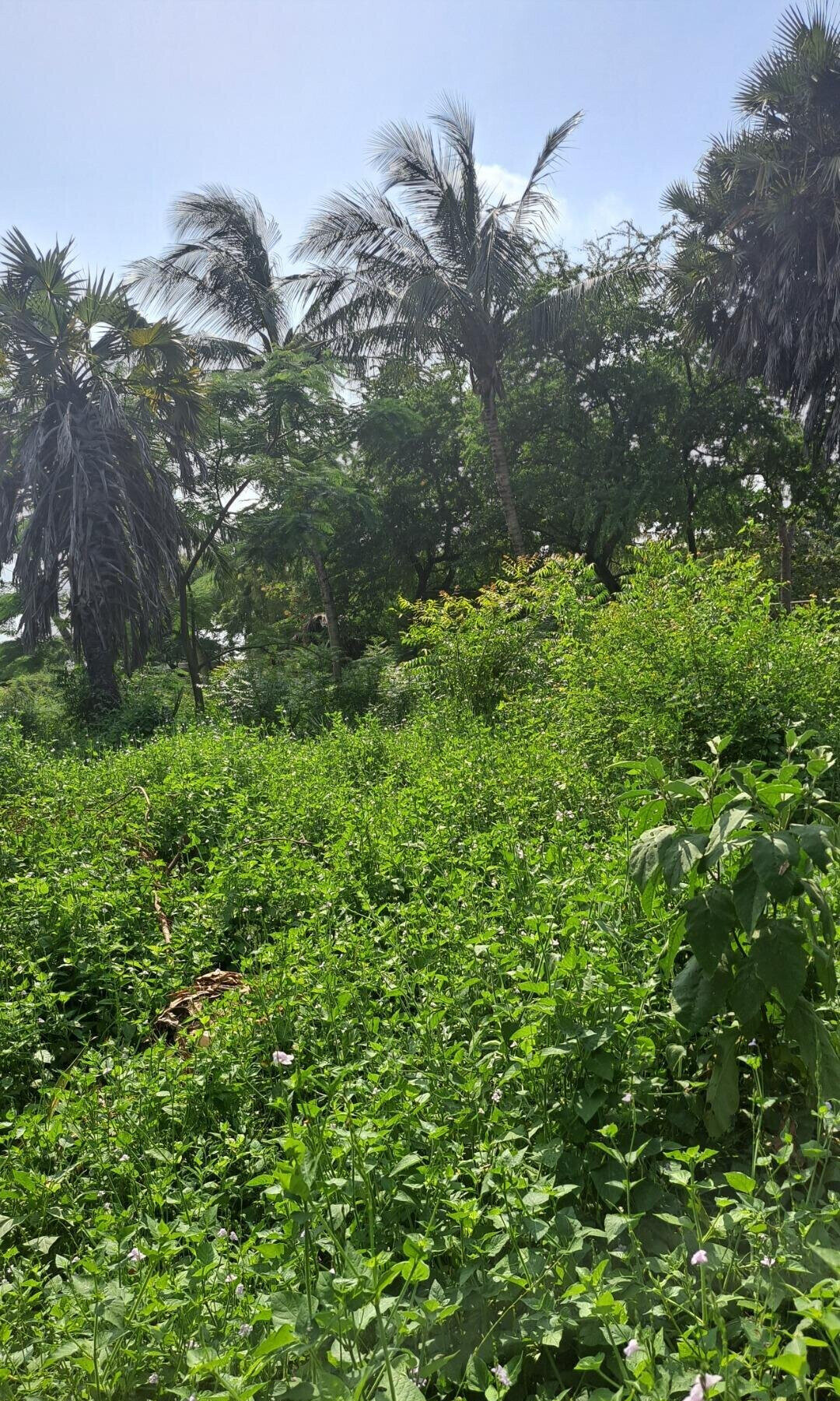 3/4 Acre Beachfront Land with Garden