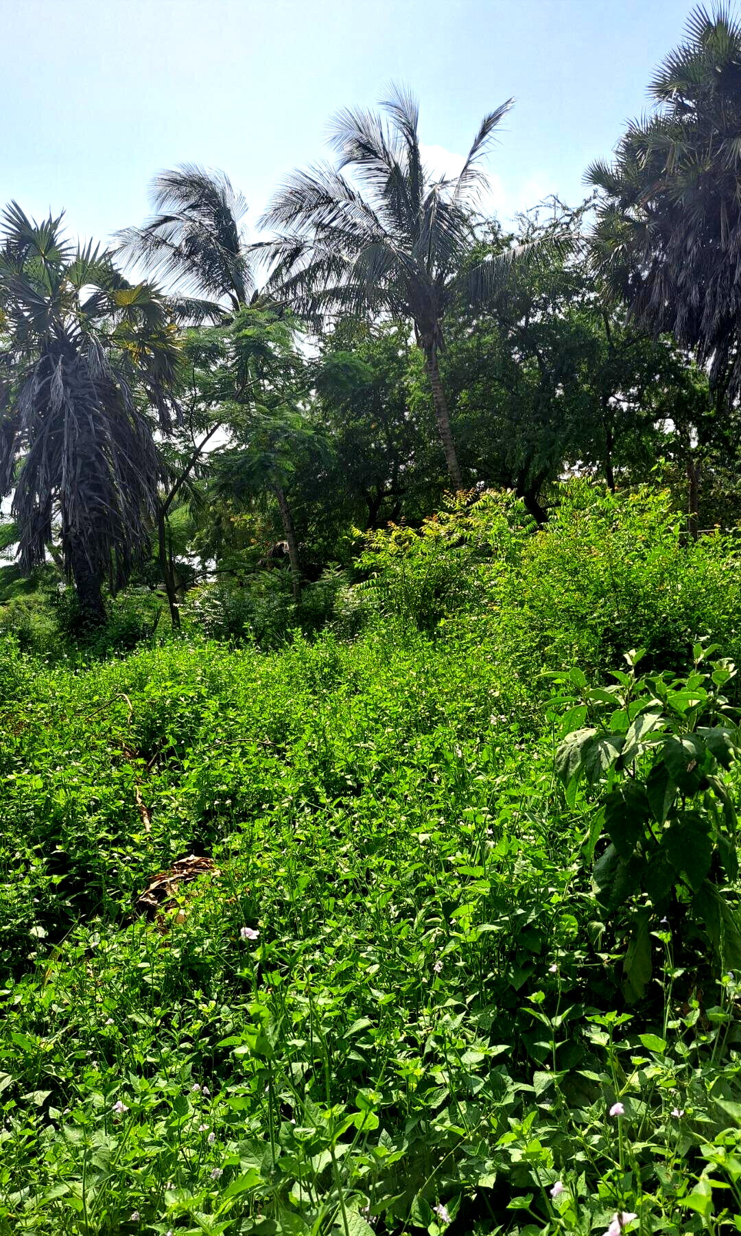 3/4 Acre Beachfront Land with Garden