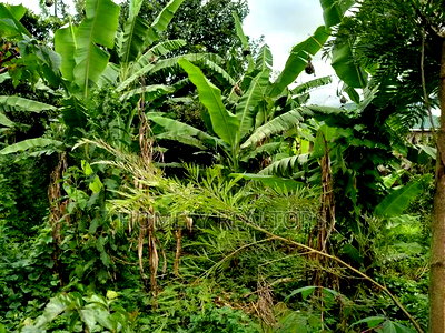 Residential Eighth Acre Plot in Ngong Matasia, Memusi - Image 2