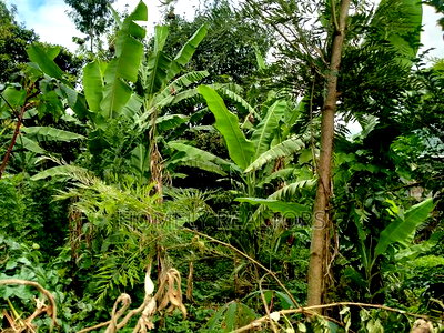 Residential Eighth Acre Plot in Ngong Matasia, Memusi - Image 3