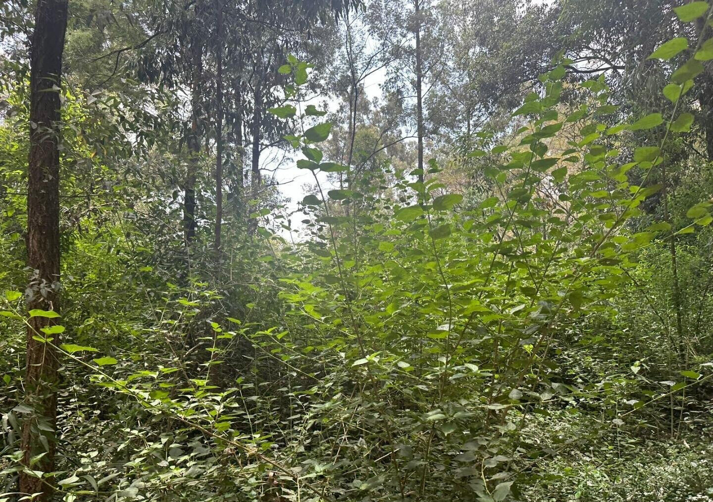 5-Acre Garden Plot with Parking - Karen