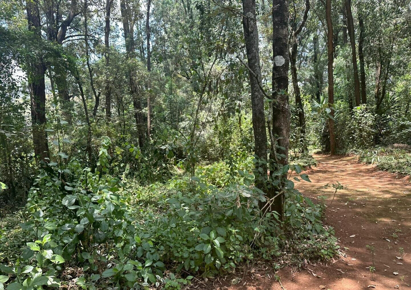 5-Acre Garden Plot with Parking - Karen