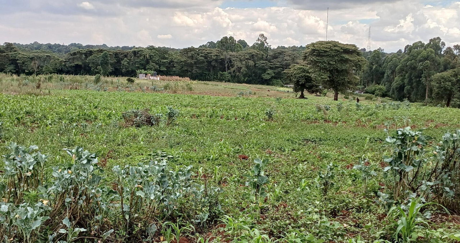 4141 Acres in Karen at KSh 500M