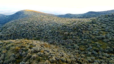 20 Acres on Hill Past Kisamis at Per 450kacre - Image 10