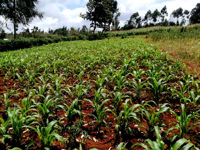 Land on Sale at Limuru Kinyogori Kiambu - Image 6