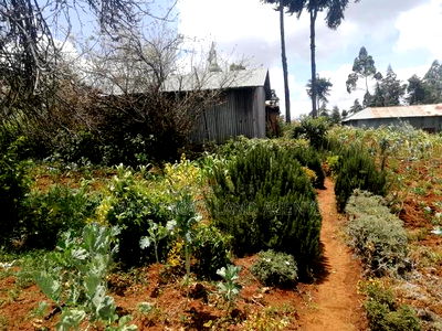Land on Sale at Limuru Kinyogori Kiambu - Image 5