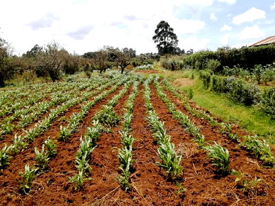 Land on Sale at Limuru Kinyogori Kiambu - Image 4