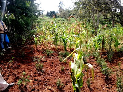 Land on Sale at Limuru Kinyogori Kiambu - Image 8