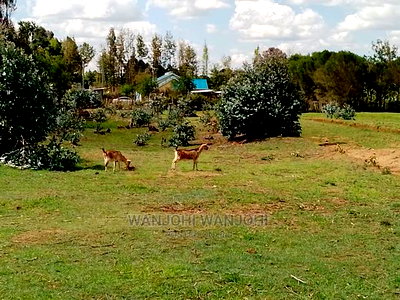 Very Prime Plots in Kasuku - Image 6