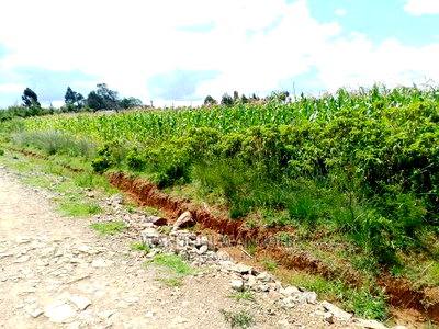Very Prime Plots in Kasuku - Image 2