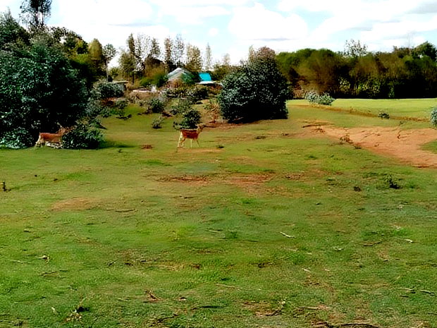 Very Prime Plots in Kasuku