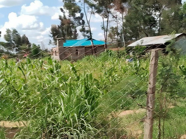Very Prime Plots in Kasuku